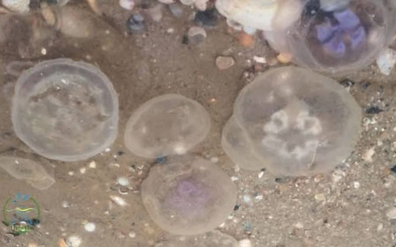 Одеса під загрозою: Чорне море ставало «масляною ловушкою»
