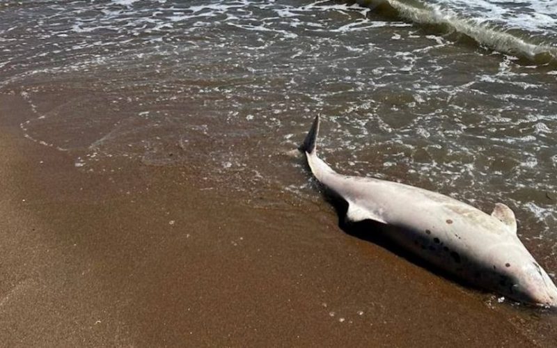 Дельфіни в Азовському морі: Одеса страждає від екологічної катастрофи