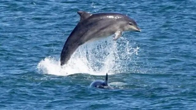 Одесуagain шокують загиблі дельфіни